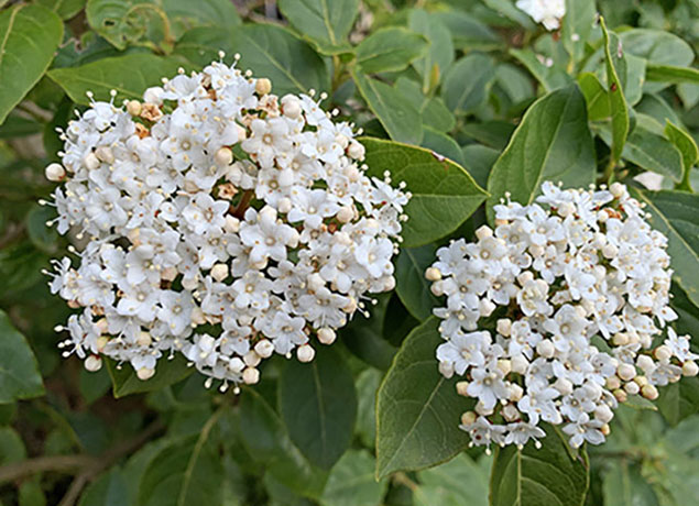 Viburnum tinus