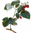 Framboise gravure