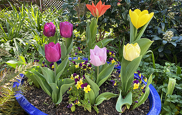 tulipe en jardinière