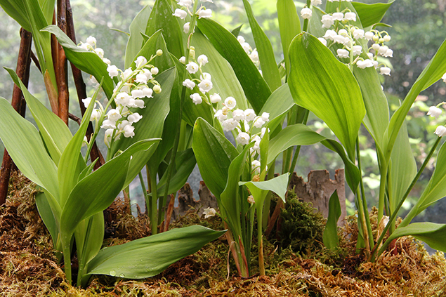 Muguet, Coupe, Convallaria, Porte-bonheur