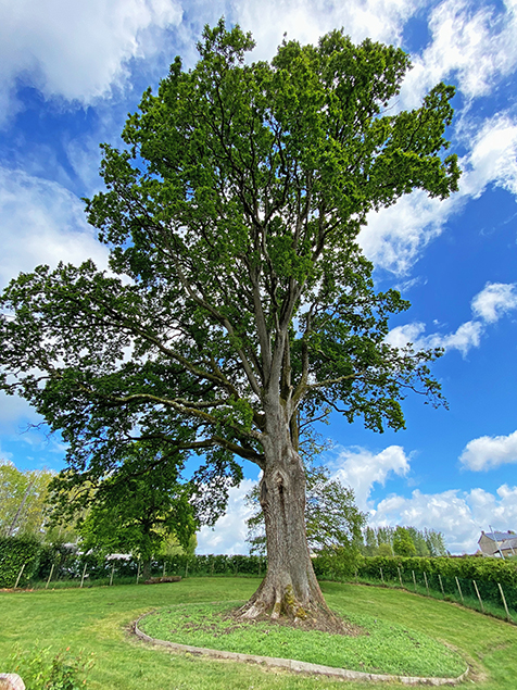 Chêne sessile (Quercus petraea) Bretagne