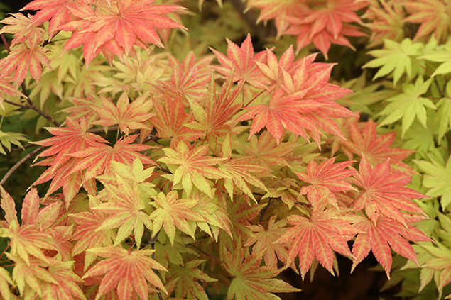 Acer shirawasanum Autumn Moon (érable japonais doré)