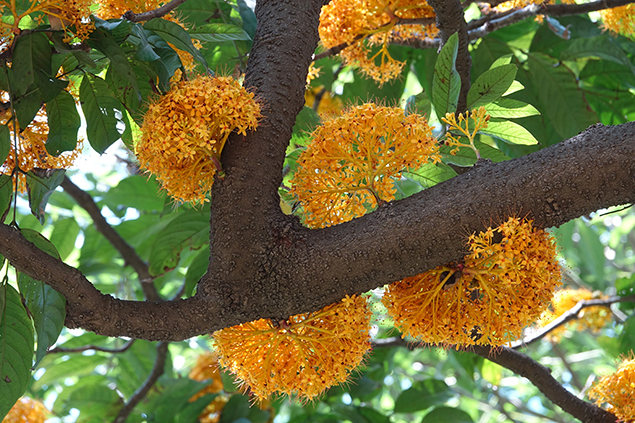 L’ashoka jaune (Saraca thaipingensis)