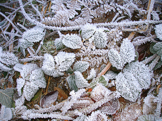 Cristaux de givre