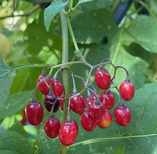 Douce amère (Solanum dulcamara)