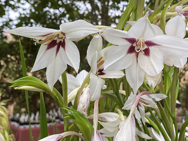 Glaïeul d’Abyssinie (Gladiolus callianthus)