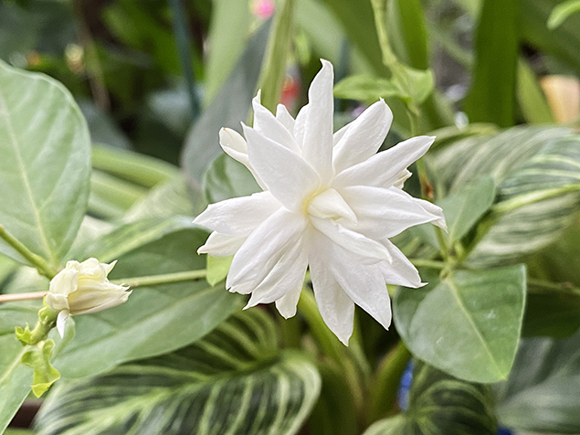 Jasmin d'Arabie (Jasminium sambac)