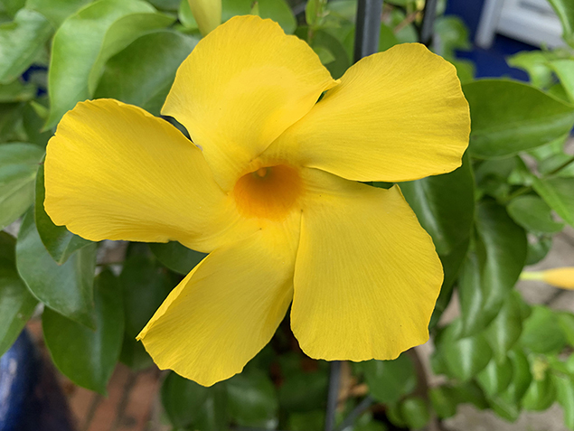 Dipladénia jaune (Mandevilla Diamantina ‘Opale Citrine’)