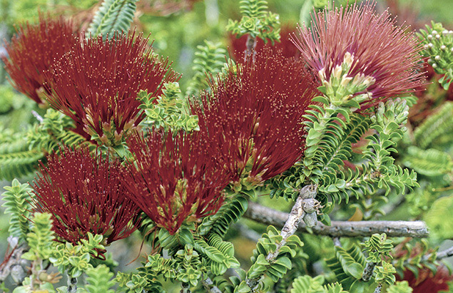 Beaufortia squarrosa