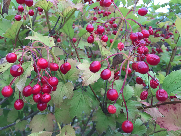 Viburnum opulus