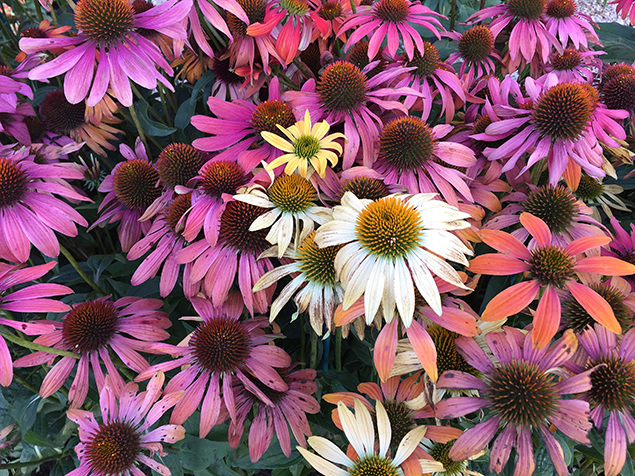 Echinacea purpurea