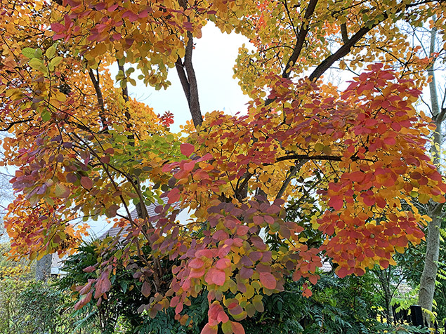 Notre arbre à perruques