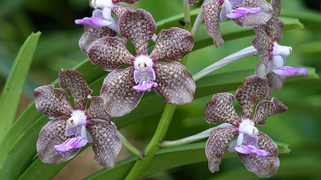 Papilionanda ‘Mimi Palmer’