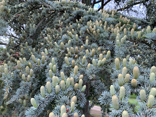 Cedrus atlantica ‘Glauca’