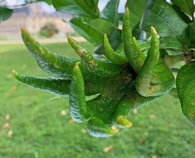 L’étonnant fruit « main de Bouddha »