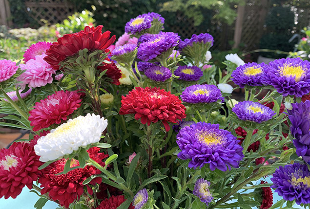 la reine-marguerite (Callistephus chinensis)