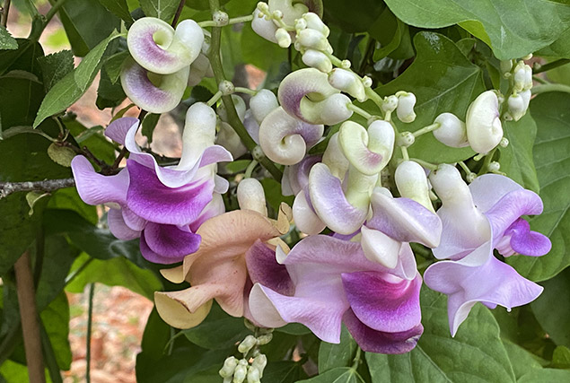 Le haricot colimaçon (Vigna caracalla)