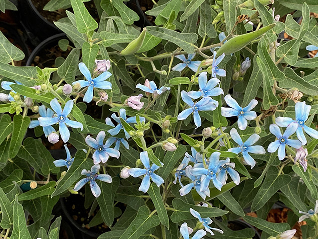 L’étoile du Sud (Oxypetalum coeruleum)