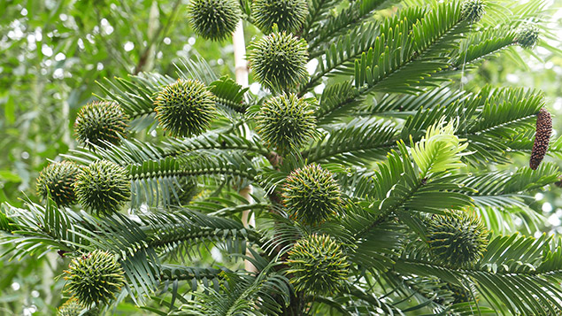 Véritable fossile vivant le pin wollemi (Wollemia nobilis)