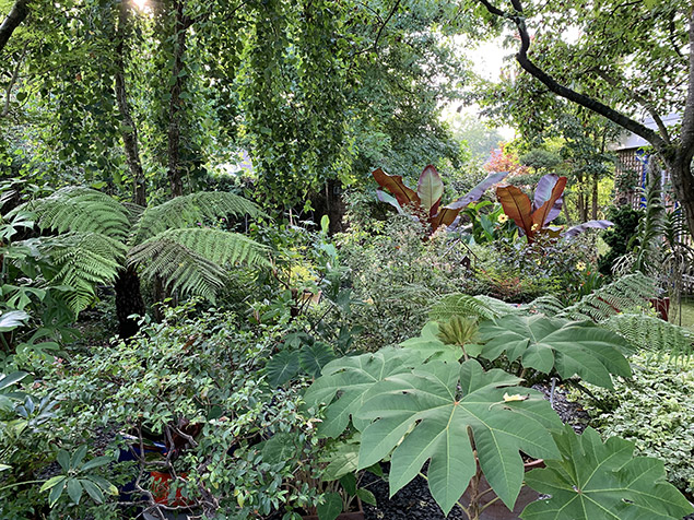 Une touche exotique dans notre jardin