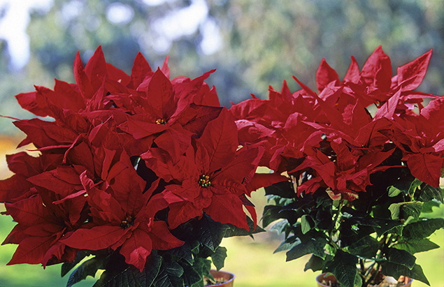 Le poinsettia (Euphorbia pulcherrima)