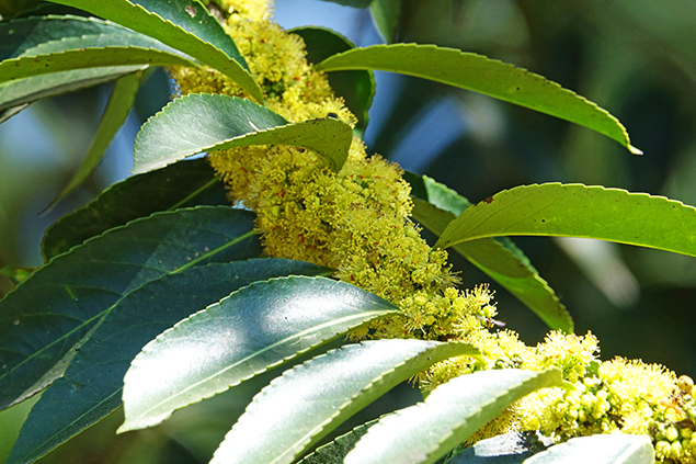 Le bois de fer antillais (Sideroxylon foetidissimum)