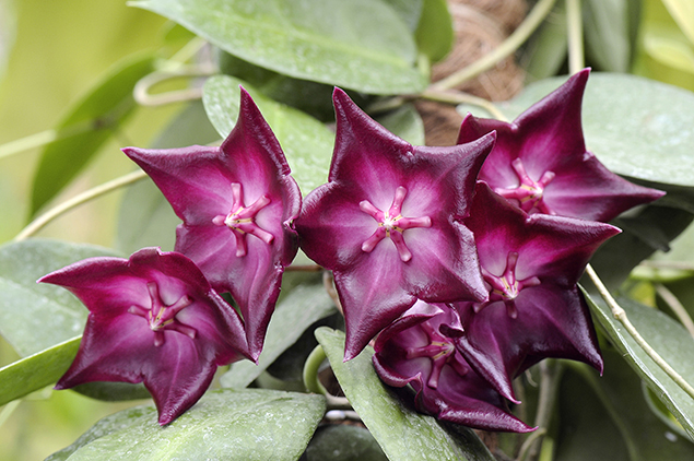 Hoya macgillivrayi