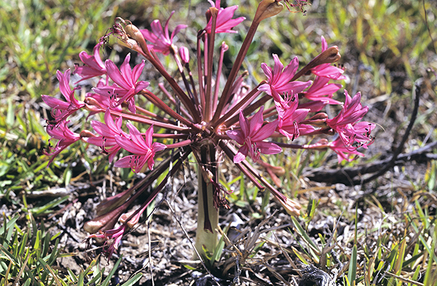 Brunsvigia gregaria