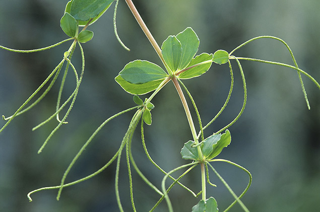 Peperomia microphyllophora