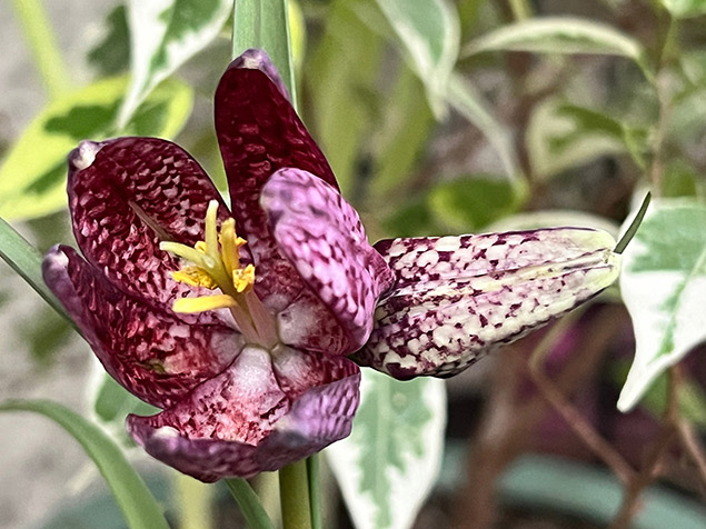 Fritillaire pintade (Fritillaria meleagris)