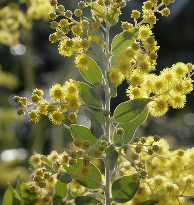 Acacia podalyriifolia