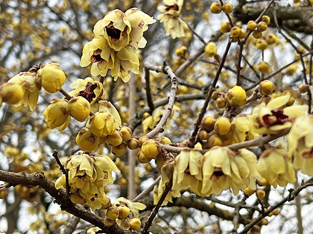 Chimonanthus praecox