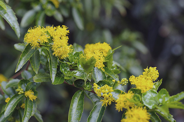 Azara lanceolata