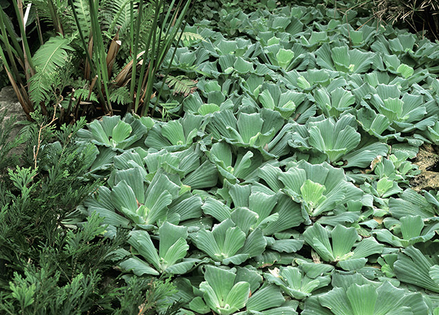 Laitue d’eau (Pistia stratiotes)