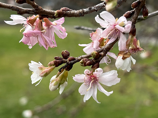 Prunus subhirtella ‘Autumnalis’