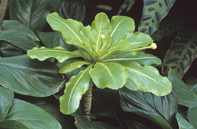 Brighamia insignis