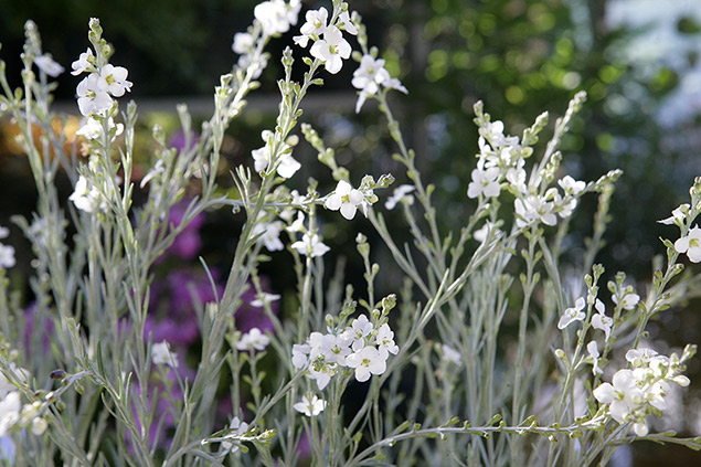 Gomphostigma virgatum