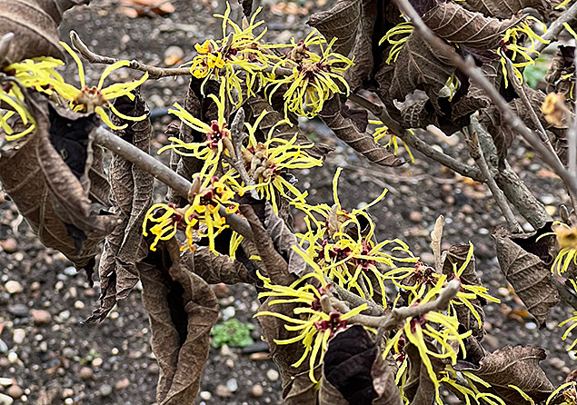 Hamamelis virginiana