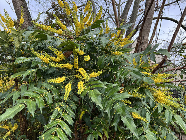 Mahonia x media 'Charity'