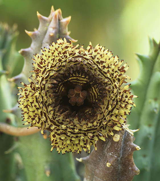 Huernia hystrix