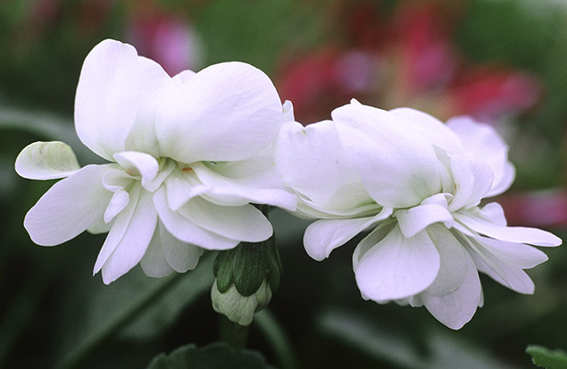 Violette 'Parme Blanche'