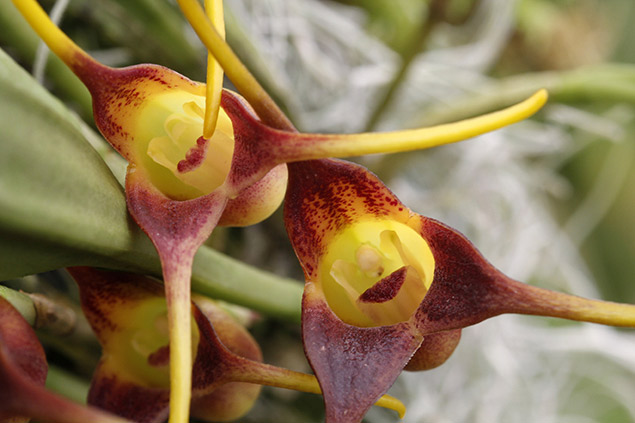 Masdevallia picea