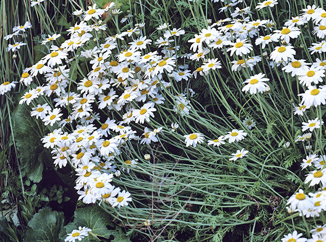 Marguerite du Maroc (Rhodanthemum hosmariense)