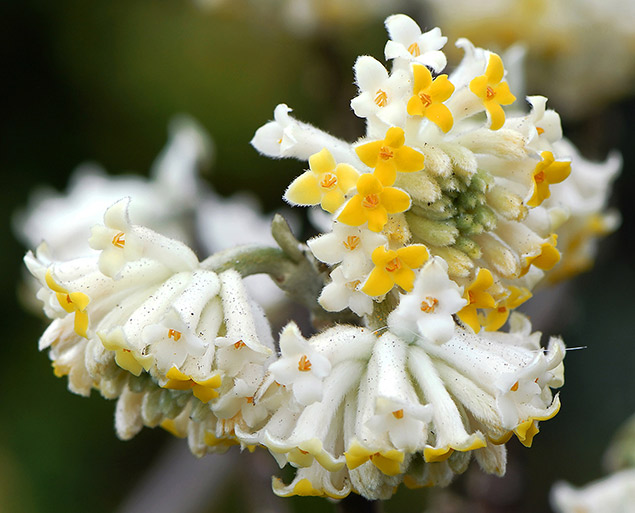 Edgeworthia tomentosa