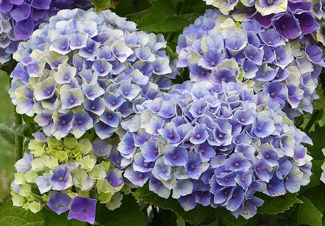 Hydrangea macrophylla ‘Magical Revolution’