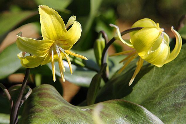 Erythronium ‘Pagoda’