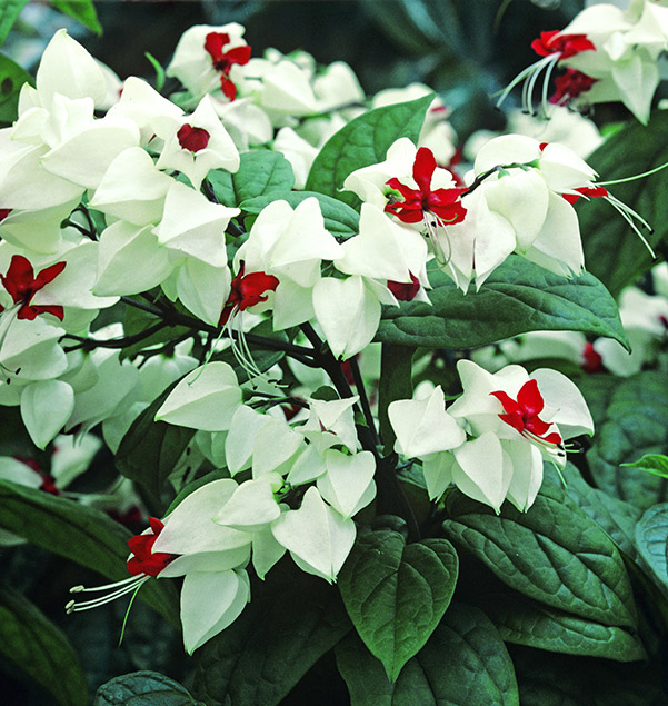 Clerodendrum thomsoniae