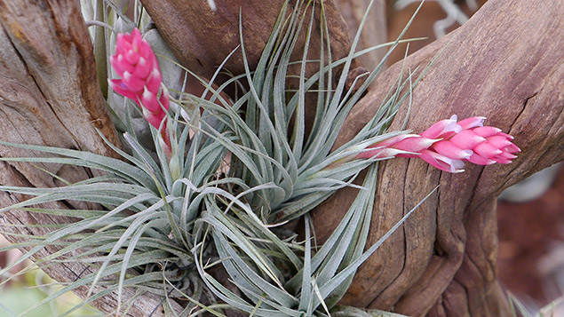 Tillandsia Houston ‘Cotton Candy’