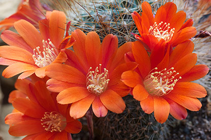 Rebutia fiebrigii