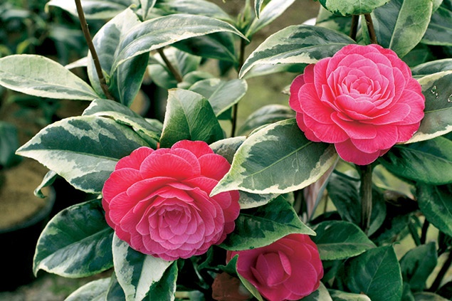 Camellia japonica